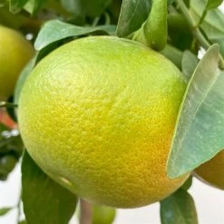 Grapefruitbaum, Stamm, Topf-Ø Ca. 33 Cm, Höhe Ca. 150 Cm 17 Grapefruitbaum, Stamm, Topf-Ø Ca. 33 Cm, Höhe Ca. 150 Cm -Fashion Garden Store 0630100702 KB Citrus Paradisi Stamm T33 6 104221
