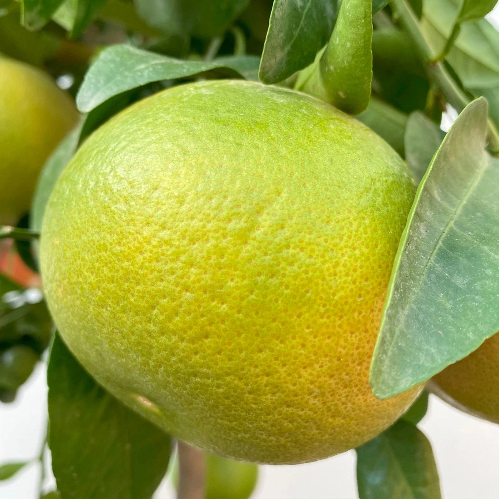 Grapefruitbaum, Stamm, Topf-Ø Ca. 33 Cm, Höhe Ca. 150 Cm 9 Grapefruitbaum, Stamm, Topf-Ø Ca. 33 Cm, Höhe Ca. 150 Cm – Bild 7