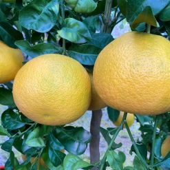 Grapefruitbaum, Stamm, Topf-Ø Ca. 33 Cm, Höhe Ca. 150 Cm 15 Grapefruitbaum, Stamm, Topf-Ø Ca. 33 Cm, Höhe Ca. 150 Cm -Fashion Garden Store 0630100702 KB Citrus Paradisi Stamm T33 9 104219