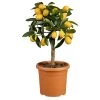 Kumquat, Mini-Stamm, Topf-Ø 15 Cm 1 Kumquat, Mini-Stamm, Topf-Ø 15 Cm -Fashion Garden Store 0630100732 KB Citrus fort marg Stamm T15 Kumquat farbiger Topf H40 WS 2 98116