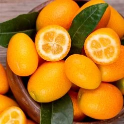 Kumquat, Stamm, Topf-Ø 22 Cm 22 Kumquat, Stamm, Topf-Ø 22 Cm -Fashion Garden Store 0630100732 KB Citrus fort marg Stamm T15 Kumquat farbiger Topf H40 WS 98115