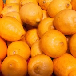 Meyers Zitrone, Mini-Stamm,Topf-Ø 15 Cm, Höhe Ca. 40 Cm -Fashion Garden Store 0630100733 KB Citrus limon Stamm T15 H40 Meyeri farbiger Topf WS 1 98120