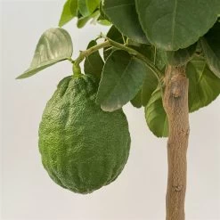 Riesenzitrone, Stamm, Topf-Ø 20 Cm 18 Riesenzitrone, Stamm, Topf-Ø 20 Cm -Fashion Garden Store 0630100777 Citrus Lipo Kaiserzitrone Citrus limon x Citrus paradisi T20 1 104873