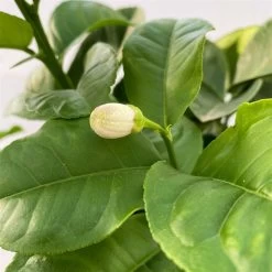 Riesenzitrone, Stamm, Topf-Ø 36 Cm, Höhe Ca. 150 Cm -Fashion Garden Store 0630100777 Citrus Lipo Kaiserzitrone Citrus limon x Citrus paradisi T20 2 104874 1