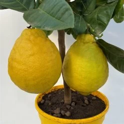 Riesenzitrone, Stamm, Topf-Ø 20 Cm 22 Riesenzitrone, Stamm, Topf-Ø 20 Cm -Fashion Garden Store 0630100777 Citrus Lipo Kaiserzitrone Citrus limon x Citrus paradisi T20 3 104877