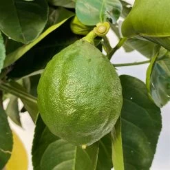 Riesenzitrone, Stamm, Topf-Ø 20 Cm 21 Riesenzitrone, Stamm, Topf-Ø 20 Cm -Fashion Garden Store 0630100777 Citrus Lipo Kaiserzitrone Citrus limon x Citrus paradisi T20 4 104876