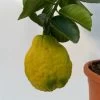 Riesenzitrone, Stamm, Topf-Ø 36 Cm, Höhe Ca. 150 Cm -Fashion Garden Store 0630100777 Citrus Lipo Kaiserzitrone Citrus limon x Citrus paradisi T20 6 104878 1
