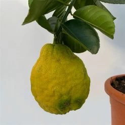 Riesenzitrone, Stamm, Topf-Ø 20 Cm 23 Riesenzitrone, Stamm, Topf-Ø 20 Cm -Fashion Garden Store 0630100777 Citrus Lipo Kaiserzitrone Citrus limon x Citrus paradisi T20 6 104878