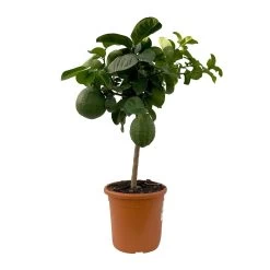 Riesenzitrone, Stamm, Topf-Ø 20 Cm 17 Riesenzitrone, Stamm, Topf-Ø 20 Cm -Fashion Garden Store 0630100777 Citrus Lipo Kaiserzitrone Citrus limon x Citrus paradisi T20 7 104872