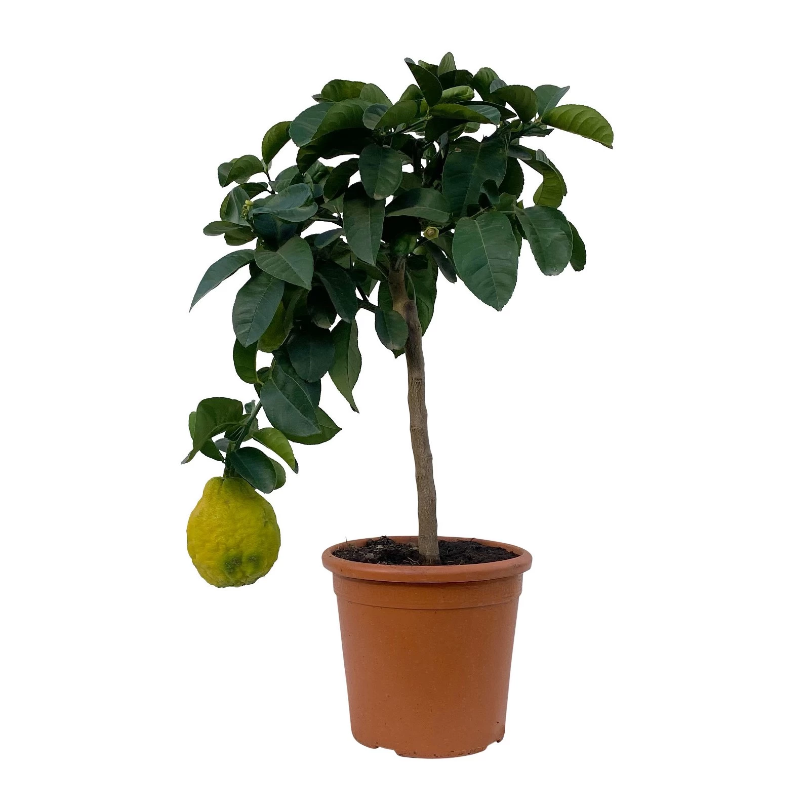 Riesenzitrone, Stamm, Topf-Ø 20 Cm 4 Riesenzitrone, Stamm, Topf-Ø 20 Cm – Bild 2