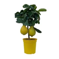 Riesenzitrone, Stamm, Topf-Ø 20 Cm 16 Riesenzitrone, Stamm, Topf-Ø 20 Cm -Fashion Garden Store 0630100777 Citrus Lipo Kaiserzitrone Citrus limon x Citrus paradisi T20 9 104871