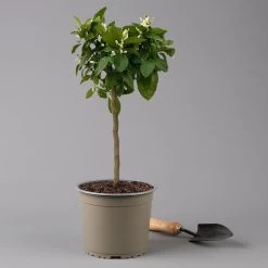 Zitrone 'Rosso', Stamm, Topf-Ø 20 Cm, Höhe Ca. 70 Cm