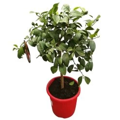 Zitrone 'Rosso', Stamm, Topf-Ø 20 Cm, Höhe Ca. 70 Cm -Fashion Garden Store 0630200006 Citrus limon Stamm T20 H60 80 Rosso 2 79069