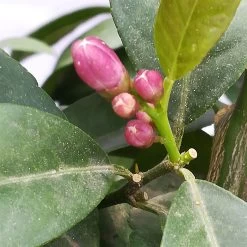 Zitrone 'Rosso', Stamm, Topf-Ø 20 Cm, Höhe Ca. 70 Cm -Fashion Garden Store 0630200006 Citrus limon Stamm T20 H60 80 Rosso 4 78899