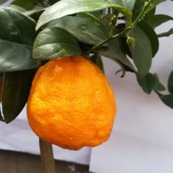 Zitrone 'Rosso', Stamm, Topf-Ø 20 Cm, Höhe Ca. 70 Cm -Fashion Garden Store 0630200006 Citrus limon Stamm T20 H60 80 Rosso 6 78897