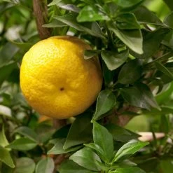 Citrus Myrtifolia, Stamm, Topf-Ø 20 Cm, Höhe Ca. 60 Cm 21 Citrus Myrtifolia, Stamm, Topf-Ø 20 Cm, Höhe Ca. 60 Cm -Fashion Garden Store 0630400005 Citrus myrtifolia Stamm T20 1 104274