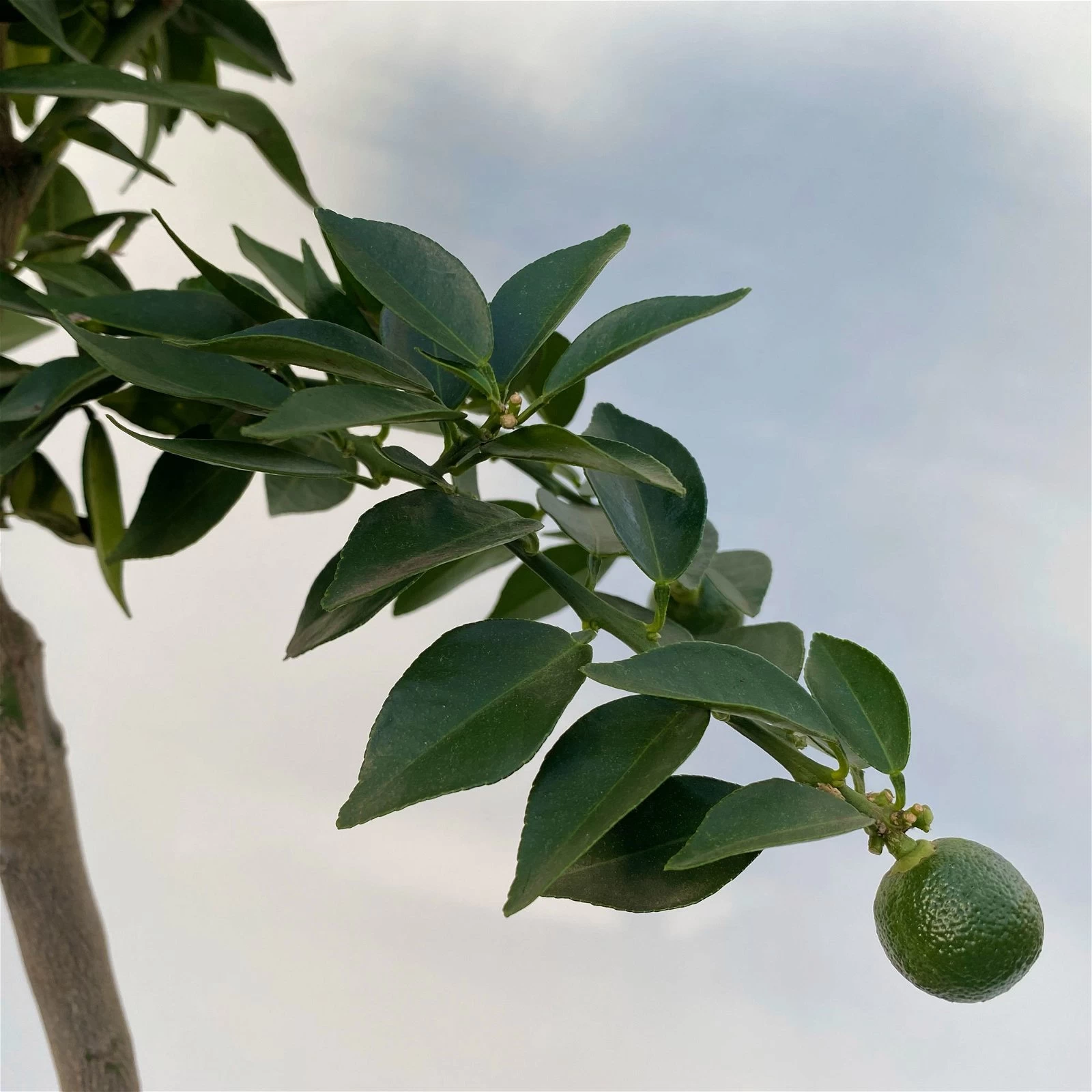 Citrus Myrtifolia, Stamm, Topf-Ø 20 Cm, Höhe Ca. 60 Cm 12 Citrus Myrtifolia, Stamm, Topf-Ø 20 Cm, Höhe Ca. 60 Cm – Bild 10