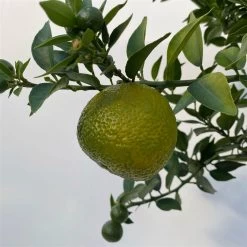 Citrus Myrtifolia, Stamm, Topf-Ø 20 Cm, Höhe Ca. 60 Cm 22 Citrus Myrtifolia, Stamm, Topf-Ø 20 Cm, Höhe Ca. 60 Cm -Fashion Garden Store 0630400005 Citrus myrtifolia Stamm T20 8 104275