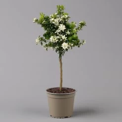 Citrus Myrtifolia, Stamm, Topf-Ø 20 Cm, Höhe Ca. 60 Cm 16 Citrus Myrtifolia, Stamm, Topf-Ø 20 Cm, Höhe Ca. 60 Cm -Fashion Garden Store 0630400005 Citrus myrtifolia Stamm T20 Chinotto H60 2 125609