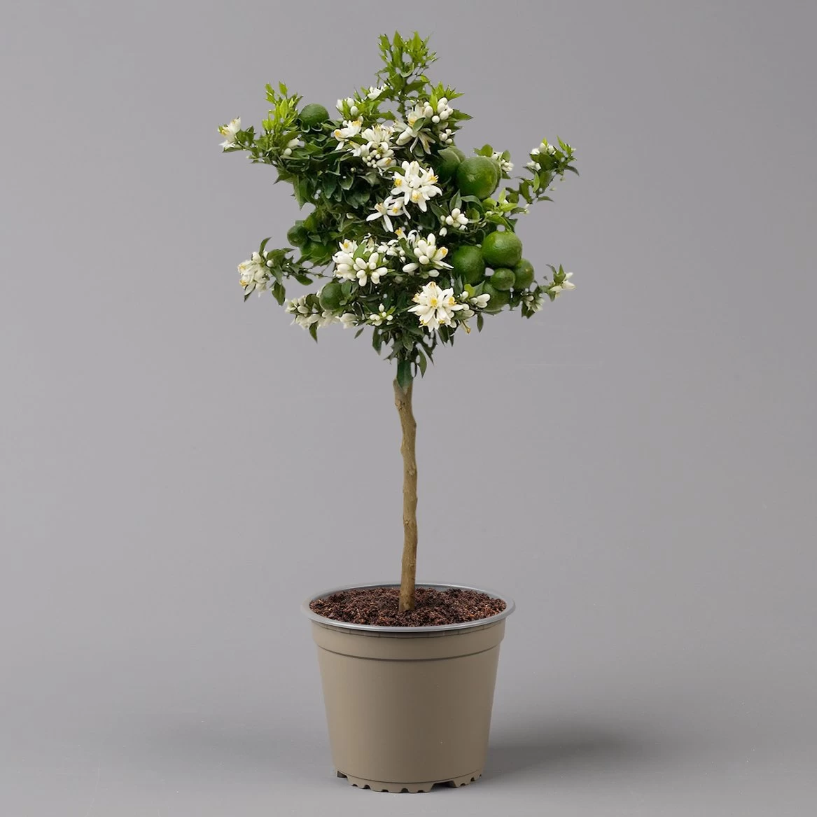 Citrus Myrtifolia, Stamm, Topf-Ø 20 Cm, Höhe Ca. 60 Cm 5 Citrus Myrtifolia, Stamm, Topf-Ø 20 Cm, Höhe Ca. 60 Cm – Bild 3