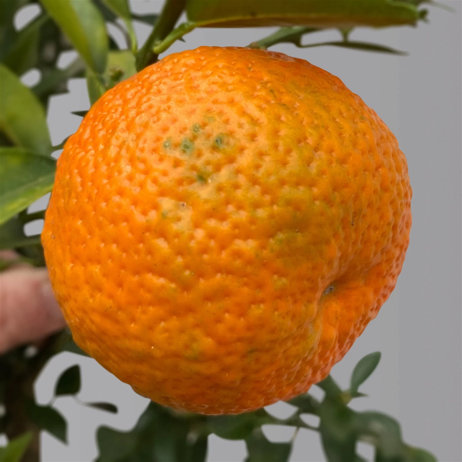 Citrus Myrtifolia, Stamm, Topf-Ø 20 Cm, Höhe Ca. 60 Cm 9 Citrus Myrtifolia, Stamm, Topf-Ø 20 Cm, Höhe Ca. 60 Cm – Bild 7