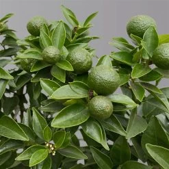 Citrus Myrtifolia, Stamm, Topf-Ø 20 Cm, Höhe Ca. 60 Cm 19 Citrus Myrtifolia, Stamm, Topf-Ø 20 Cm, Höhe Ca. 60 Cm -Fashion Garden Store 0630400005 Citrus myrtifolia Stamm T20 Chinotto H60 5 125608