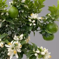 Citrus Myrtifolia, Stamm, Topf-Ø 20 Cm, Höhe Ca. 60 Cm 17 Citrus Myrtifolia, Stamm, Topf-Ø 20 Cm, Höhe Ca. 60 Cm -Fashion Garden Store 0630400005 Citrus myrtifolia Stamm T20 Chinotto H60 7 125607