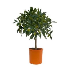 Kumquat, Stämmchen, Topf-Ø 20 Cm, Höhe Ca. 60-70 Cm -Fashion Garden Store 0630400015 Citrus fort margarita Stamm T20 2 104336