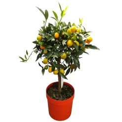 Kumquat, Stamm, Topf-Ø 22 Cm 17 Kumquat, Stamm, Topf-Ø 22 Cm -Fashion Garden Store 0630400015 Citrus fort margarita Stamm T20 H60 70 Kumquat farbiger Topf 2 79071 1
