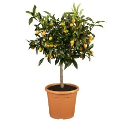 Kumquat, Stamm, Topf-Ø 22 Cm 16 Kumquat, Stamm, Topf-Ø 22 Cm -Fashion Garden Store 0630400067 Citrus fort margarita Stamm T20 Kumquat H70 farbiger Topf 98278