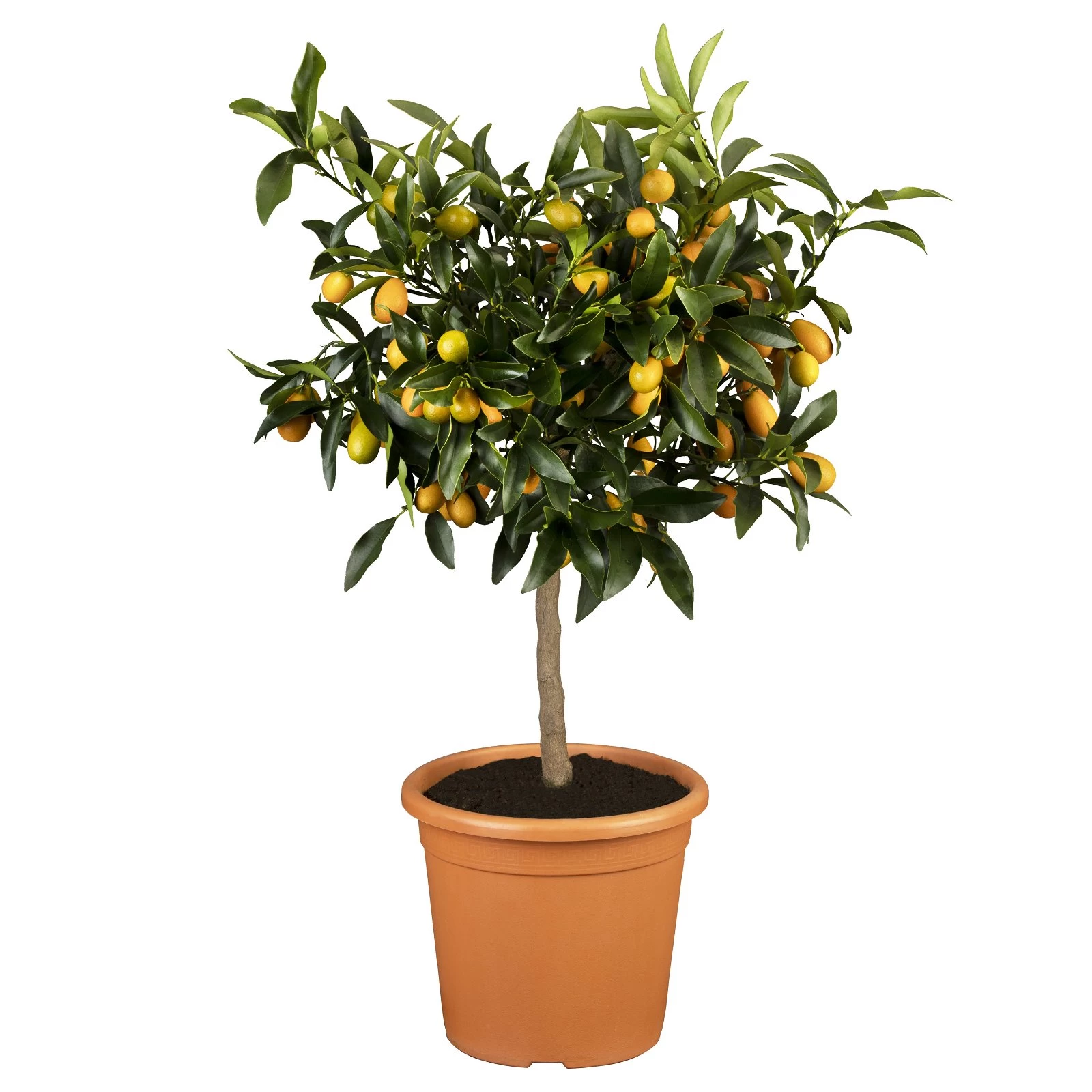 Kumquat, Stamm, Topf-Ø 22 Cm 4 Kumquat, Stamm, Topf-Ø 22 Cm – Bild 2