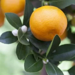 Kumquat, Stamm, Topf-Ø 22 Cm 21 Kumquat, Stamm, Topf-Ø 22 Cm -Fashion Garden Store 0630400068 0630400074 Citrus Calamondin 1 98319