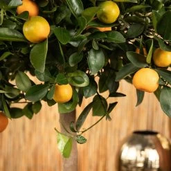Kumquat, Stamm, Topf-Ø 22 Cm 18 Kumquat, Stamm, Topf-Ø 22 Cm -Fashion Garden Store 0630400068 0630400074 Citrus Calamondin 2 98320