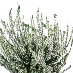 Knospenheide, Weiß, Topf-Ø 10,5/11 Cm, 8er-Set -Fashion Garden Store 0650100464 Calluna vulgaris Knospenblueher weiss 6er Set WS 95900