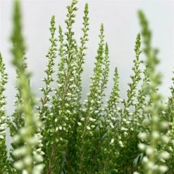 Knospenheide, Weiß, Topf-Ø 10,5/11 Cm, 8er-Set -Fashion Garden Store 0650100464 Calluna vulgaris Knospenblueher weiss 8er Set 10 112654