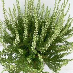 Knospenheide, Weiß, Topf-Ø 10,5/11 Cm, 8er-Set -Fashion Garden Store 0650100464 Calluna vulgaris Knospenblueher weiss 8er Set 12 112652