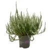 Knospenheide, Weiß, Topf-Ø 10,5/11 Cm, 8er-Set -Fashion Garden Store 0650100464 Calluna vulgaris Knospenblueher weiss 8er Set 2 112735
