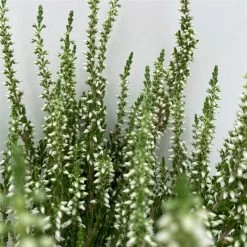 Knospenheide, Weiß, Topf-Ø 10,5/11 Cm, 8er-Set -Fashion Garden Store 0650100464 Calluna vulgaris Knospenblueher weiss 8er Set 4 112653