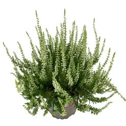 Knospenheide, Weiß, Topf-Ø 10,5/11 Cm, 8er-Set -Fashion Garden Store 0650100464 Calluna vulgaris Knospenblueher weiss 8er Set 8 112737