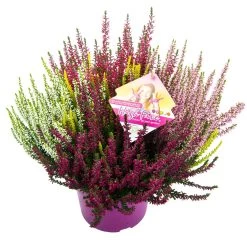 Knospenheide 'High Five®' Fünffarbig, Topf-Ø 17 Cm, 2er-Set -Fashion Garden Store 0650200154 Calluna T17er High Five mit BE einzel 79833