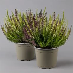 Knospenheide 'High Five®' Fünffarbig, Topf-Ø 17 Cm, 2er-Set