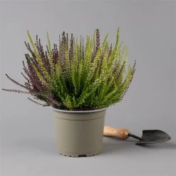 Knospenheide 'High Five®' Fünffarbig, Topf-Ø 17 Cm, 2er-Set -Fashion Garden Store 0650200206 Calluna vulgaris High Five T17 5Farben im Topf 2er Set 2 126027