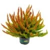 Besenheide SKYLINE®, Rot-orange, Sorte Variiert, Topf-Ø 11 Cm, 6er-Set 1 Besenheide SKYLINE®, Rot-orange, Sorte Variiert, Topf-Ø 11 Cm, 6er-Set -Fashion Garden Store 0650300024 Calluna Skyline T11er Skyline Dallas einzel 79847