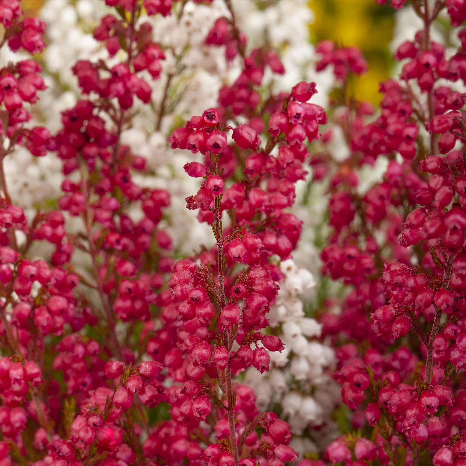 Glockenheide 'Duo', Rot-weiß, Topf-Ø 12cm, 6er-Set 4 Glockenheide 'Duo', Rot-weiß, Topf-Ø 12cm, 6er-Set – Bild 2