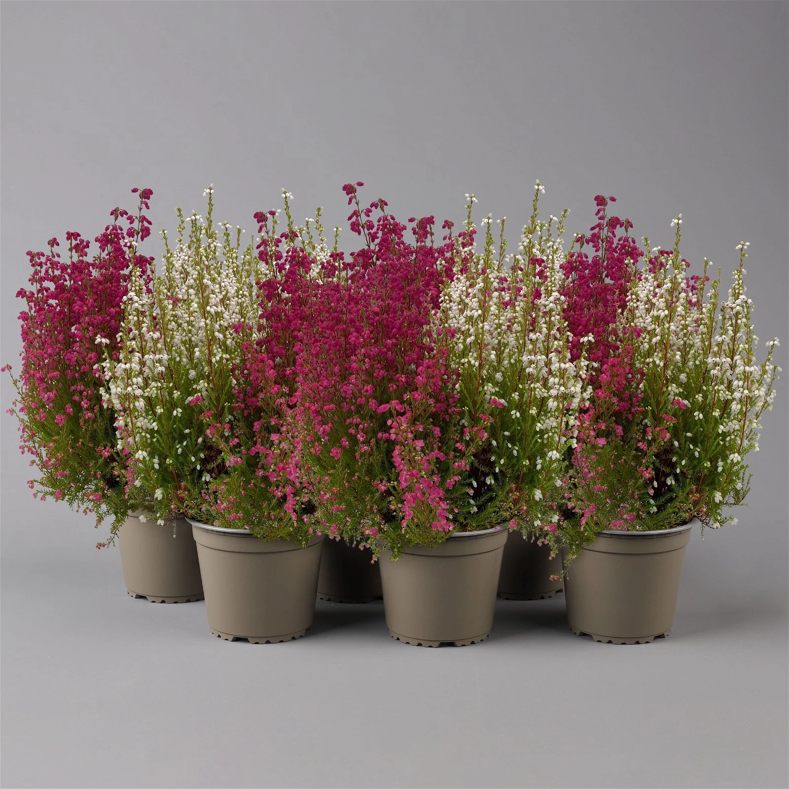 Glockenheide 'Duo', Rot-weiß, Topf-Ø 12cm, 6er-Set 3 Glockenheide 'Duo', Rot-weiß, Topf-Ø 12cm, 6er-Set