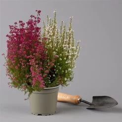 Glockenheide 'Duo', Rot-weiß, Topf-Ø 12cm, 6er-Set 12 Glockenheide 'Duo', Rot-weiß, Topf-Ø 12cm, 6er-Set -Fashion Garden Store 0651100060 Erica gracilis Duo T11 12 rot weiss 6er Set 2 125928