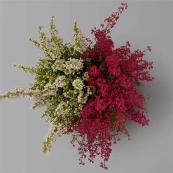 Glockenheide 'Duo', Rot-weiß, Topf-Ø 12cm, 6er-Set 13 Glockenheide 'Duo', Rot-weiß, Topf-Ø 12cm, 6er-Set -Fashion Garden Store 0651100060 Erica gracilis Duo T11 12 rot weiss 6er Set 3 125929