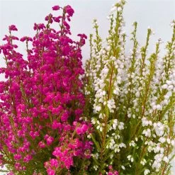 Glockenheide 'Duo', Rot-weiß, Topf-Ø 12cm, 6er-Set 14 Glockenheide 'Duo', Rot-weiß, Topf-Ø 12cm, 6er-Set -Fashion Garden Store 0651100060 Erica gracilis Duo T11 12 rot weiss 6er Set 4 125791