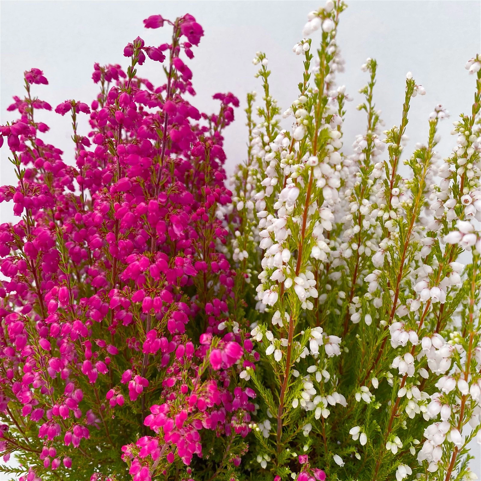 Glockenheide 'Duo', Rot-weiß, Topf-Ø 12cm, 6er-Set 7 Glockenheide 'Duo', Rot-weiß, Topf-Ø 12cm, 6er-Set – Bild 5