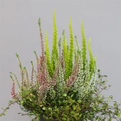 Heidepflanzen Mix, Topf-Ø 10,5 Cm, 6er-Set -Fashion Garden Store 0651200008 Heide Mix T10 5 H20 1 97304